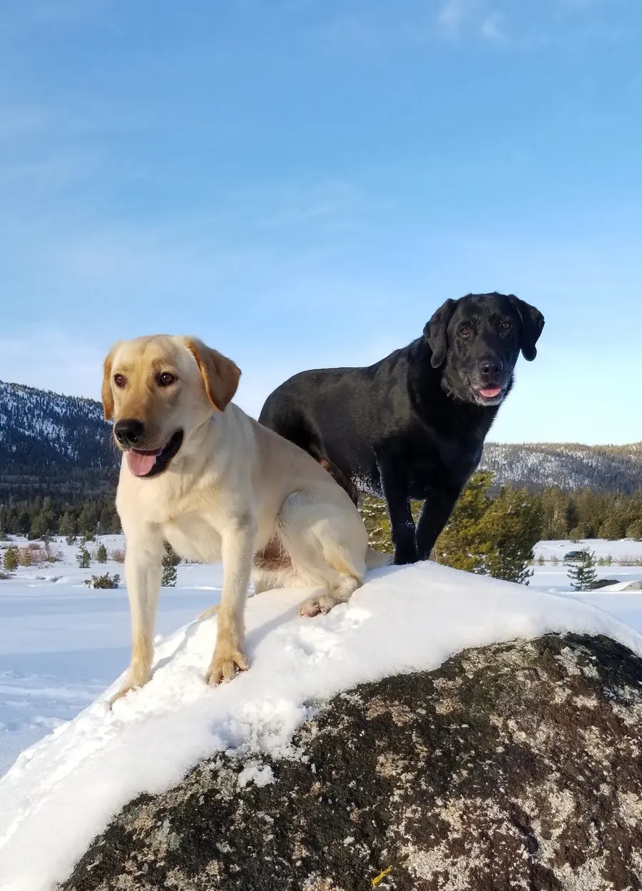 A yellow and a black Labrador on a snowy boulder