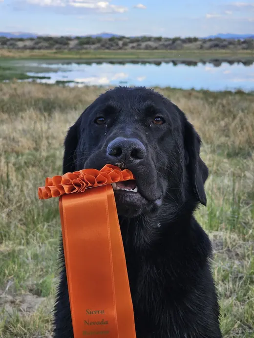 Black Labrador holding an orange ribbon beside a lake